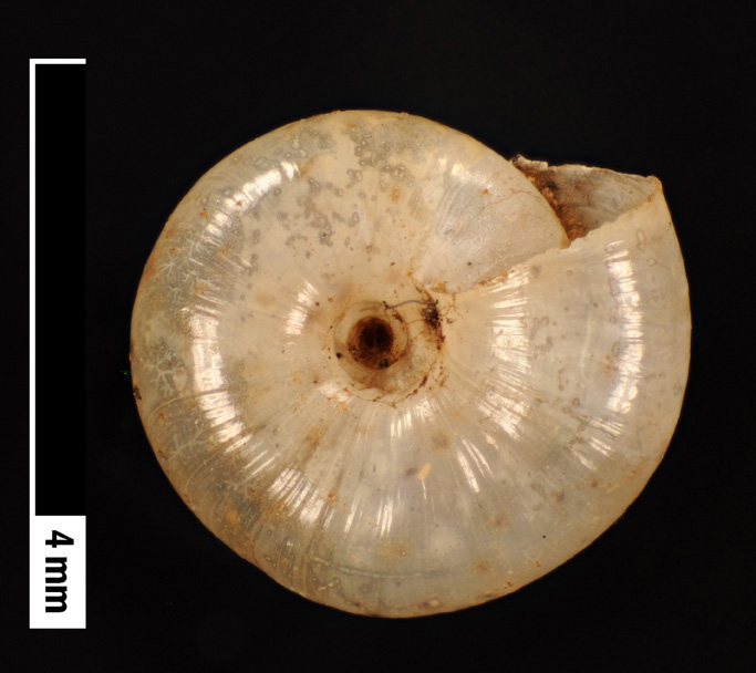 P. pontis